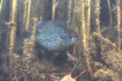 persico_sole