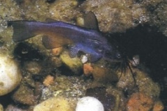 pesce_gatto