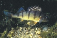 pesce_persico