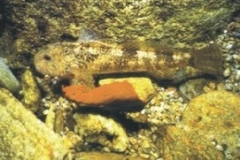 scazzone
