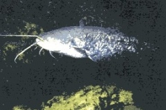 siluro