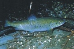 trota_di_lago