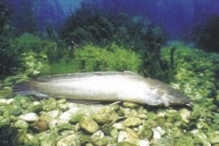 claride_del_mozambico