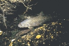 trota_marmorata